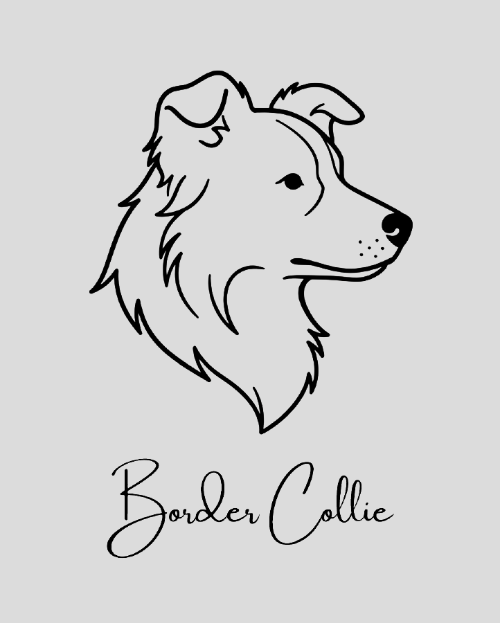 Border Collie - Semi Permanent