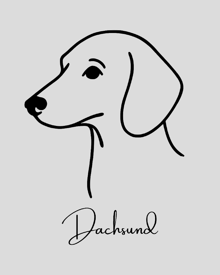 Dachsund - Semi Permanent