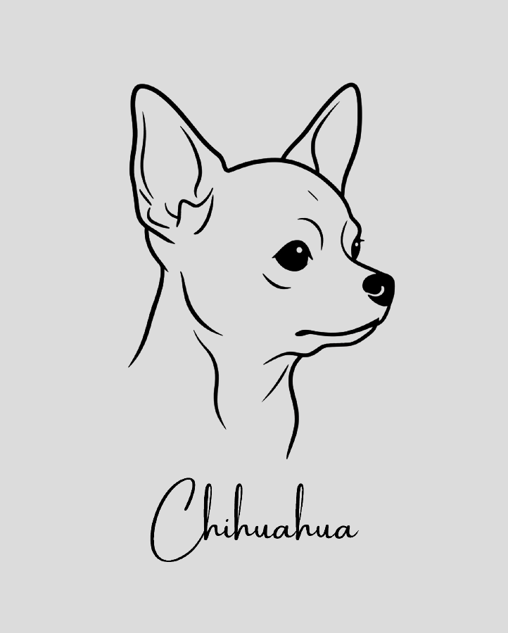 Chihuahua - Semi Permanent
