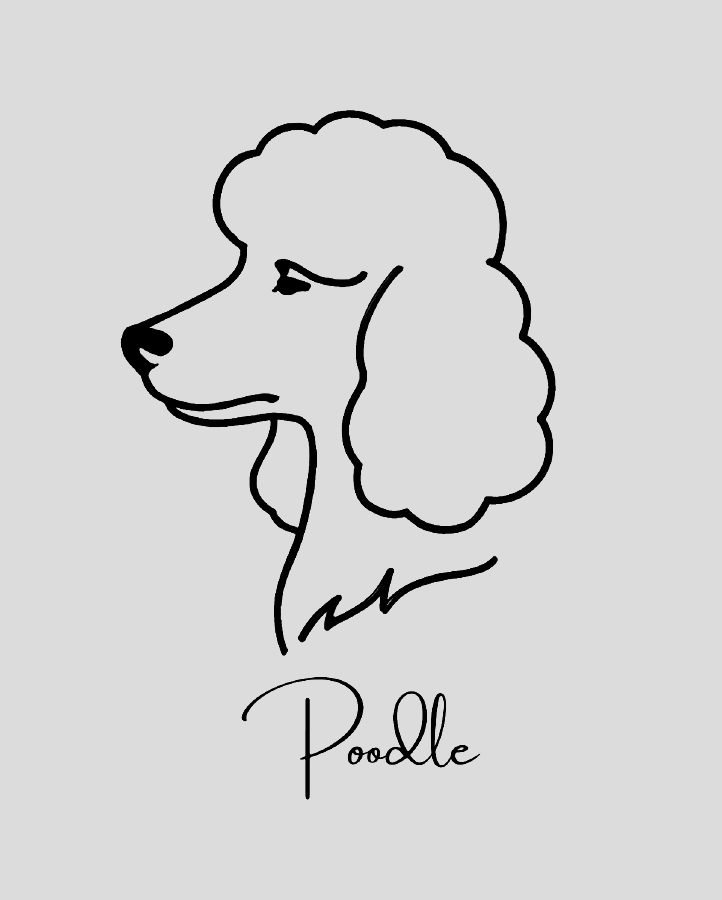Poodle - Semi Permanent