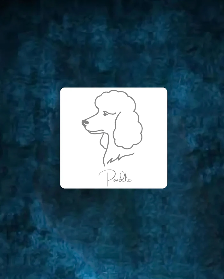 Poodle - Semi Permanent