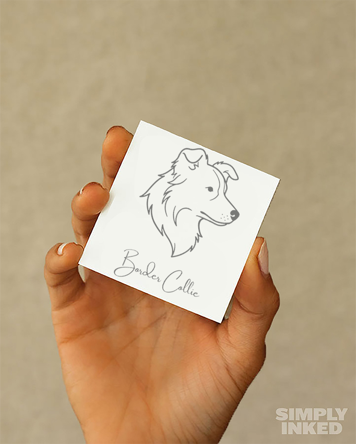 Border Collie - Semi Permanent