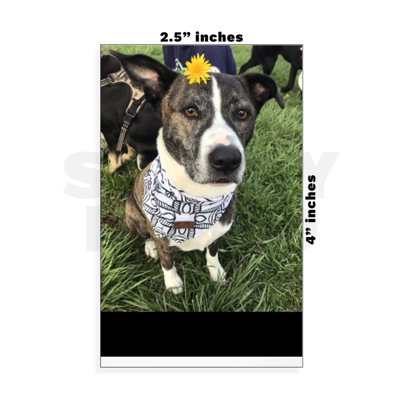 Custom Small - 2.5in x 4in